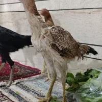نوجه خروس لاری. نژاد پر مرغی|حیوانات مزرعه|قم, باسکول|دیوار