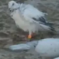 کبوتر ،سار،گمشده،