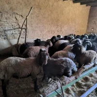 بره نر شال و افشار درجه یک