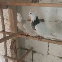 کبوتر طوقی|پرنده|رشت, رودبارتان|دیوار