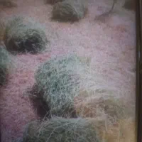 فروش یونجه ۱۷۰ باغ دستی ۵۰عدد پرسی