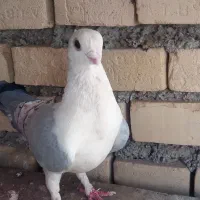 کبوتر زینتی نر
