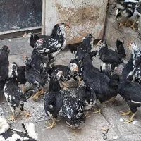 ۳۰عدد مرغ و خروس گلین