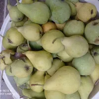 گلا بی شیرین