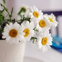 داوطلبانه راهنمایی کنید