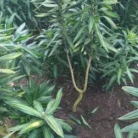 گل گیاه . پیله موآ