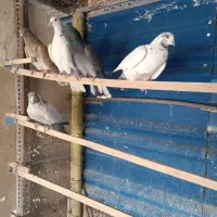 کبوتر فروشی شخصی ۵ عدد قیمت توافقی|پرنده|سمنان, |دیوار