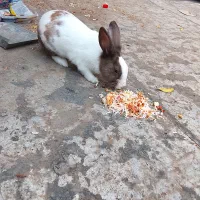 خرگوش لوپ ومعمولی|موش و خرگوش|ماهدشت, |دیوار