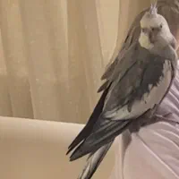 عروس هلندی|پرنده|سلمان‌شهر, |دیوار