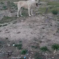 حیوان مزرعه