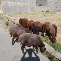 ۳تامیش وبره