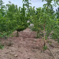 باغ کشاورزی|اجارهٔ دفتر صنعتی، کشاورزی، تجاری|شاهرود, |دیوار