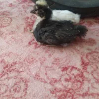 جوجه کاکلی