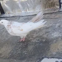 10 عدد کبوتر فروشی|پرنده|سردشت, |دیوار