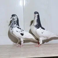 یال گلدار ماده