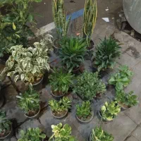 گل های آپارتمانی زیره قیمت خرید|گل و گیاه طبیعی|محمدیه-قزوین, |دیوار