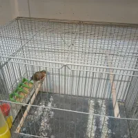 تعدادقنار نر سوختی|پرنده|ابریشم, |دیوار