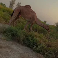 لوک 5سال