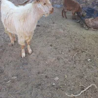 دو عدد بزغاله نرو ماده و ۲ تا بره ماده سبک|حیوانات مزرعه|تربت‌حیدریه, منصوریه|دیوار