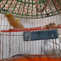 نرقناری خوب وخوشگل وبهترین رنگ|پرنده|هیرمند, |دیوار