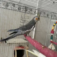 عروس هلندی سخنگو