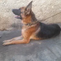 سگ ژرمن شولاین نر|سگ|خمیر, |دیوار