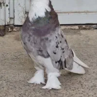 کبوتر ۱۰۰ تومنی  دارید می خواهم