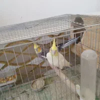 عروس هلندی مولد ۶ تخم