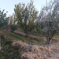 باغ دوبر در کوی پزشکان روستای کردلر (خسروشاه)|فروش زمین و ملک کلنگی|خسروشاه, |دیوار