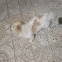 سگ پامر|سگ|پیر بکران, |دیوار