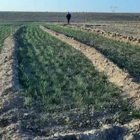 فروش زعفران نگین پوشال|حراج|زاوه, |دیوار