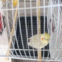 عروس هلندی|پرنده|برازجان, |دیوار