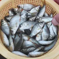غذا ماهی. کپور فیتو آمور