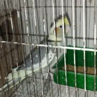 جوجه عروس هلندی و مولد|پرنده|مشهد, گلبرگ|دیوار