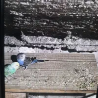 مرغ عشق فروش فوری قیمت ۹۰