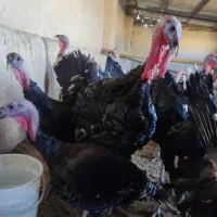بوقلمون ماده برنزانگلیسی فقط بمدت دوروز