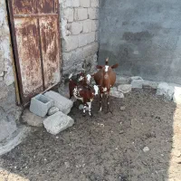 بز دوقلو