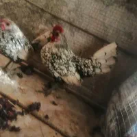 مرغ خروس مینیاتوری|حیوانات مزرعه|خوسف, |دیوار