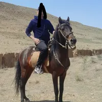 اسب یورقه