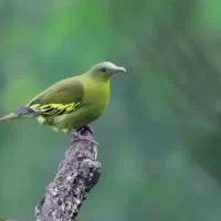 کود کبوتر