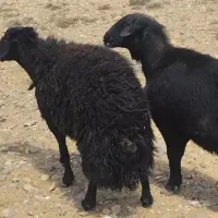 قوچ سیاه
