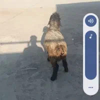 بره ماده چاق چاق