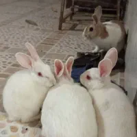 معاوضه خرگوش با پرنده