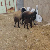 گوسفند|حیوانات مزرعه|اسفرورین, |دیوار