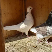 کبوتر معاوضه با سهره|پرنده|تهران, وحیدیه|دیوار