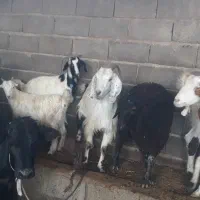 گله بز نجدی افغانی ومحلی ۴۰ راس نزدیکزا همه روهم|حیوانات مزرعه|بندر ماهشهر, |دیوار