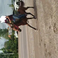 اسب ۴نیم ساله سواری|اسب و تجهیزات اسبسواری|رشت, گلباغ نماز|دیوار