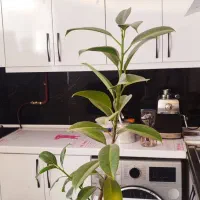 ۵۰متر/نوساز/رسالت۷۲|فروش آپارتمان|مشهد, قائم|دیوار