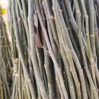 قلمه تبریزی|خدمات باغبانی و درختکاری|میاندوآب, |دیوار