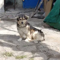 سگ پاکوتاه